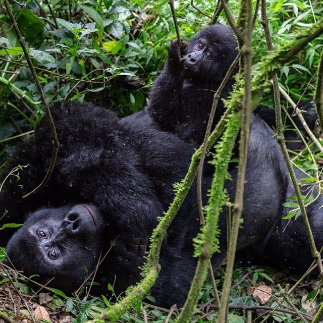 Mountain gorilla trekking, Bwindi