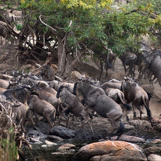 The great migration, Serengeti