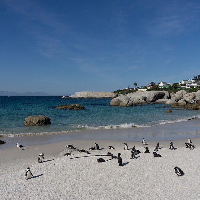 Penguin colony near Cape Town, Boulders Beach