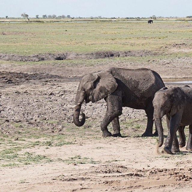 Elephants at the river, Chobe
